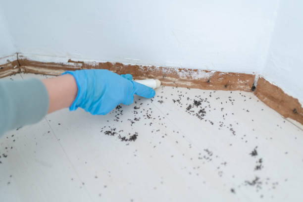 Best Local Pest Control Services  in Greenland, AR